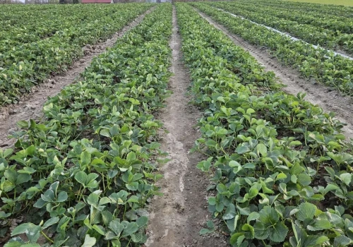 Choroby grzybowe truskawek pod osłonami – jak skutecznie chronić uprawę