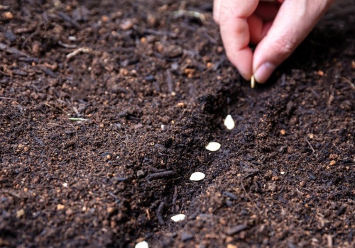 Zbliża się termin wysiewu kopru. Lepiej go nie przegap
