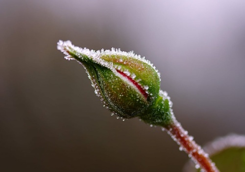 Przymrozki uderzą w województwo lubelskie. Nocne spadki temperatur zagrożeniem dla roślin