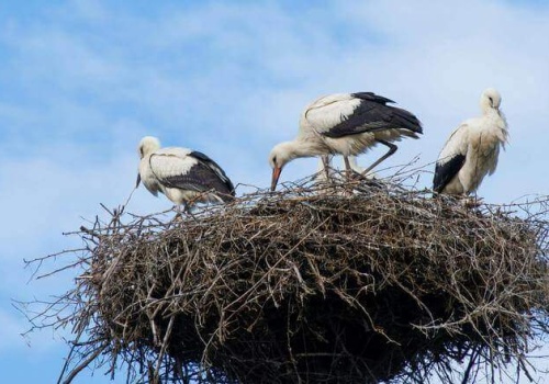 Jak migrują bociany? Polscy naukowcy stworzyli przełomowy system monitoringu