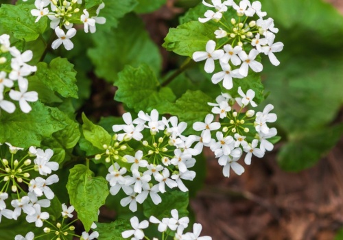 Rośnie wszędzie i pachnie czosnkiem. Polacy ignorują, a to prawdziwy hit