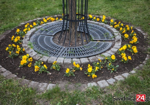 400 tysięcy złotych na sezonowe kwiatki w Świdnicy