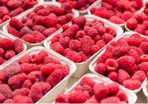 Są już pierwsze polskie maliny. Cena zwala z nóg