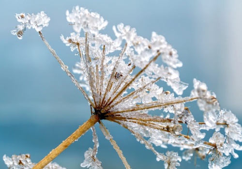 Groźne przymrozki nad Lubelszczyzną. Kolejna noc przyniesie spadki temperatur nawet do -5°C