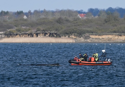 Humbak Timmy umiera. Zawiodła nietypowa próba jego ratunku