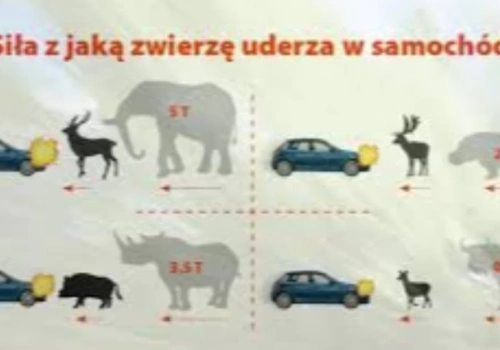 Uwaga na dzikie zwierzęta na drogach. Policja apeluje do kierowców o ostrożność