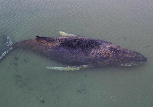 Humbak w Bałtyku wciąż żyje. Niemcy spróbują tajnej broni