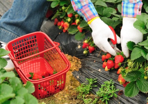 Świeża żywność prosto od rolnika. Resort rolnictwa tnie biurokrację