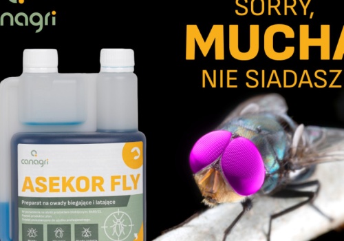 Źródło problemu i jego wpływ na parametry produkcji. Muchy w gospodarstwie – niewielki problem czy miliony nieproszonych gości?