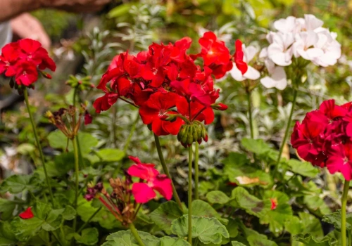 Słońce praży cały dzień? Te rośliny nie tylko przetrwają – będą kwitły bez przerwy