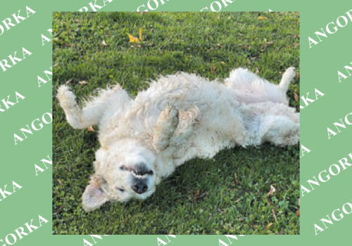 Dlaczego psy się tarzają? Instynkt, emocje i potrzeby