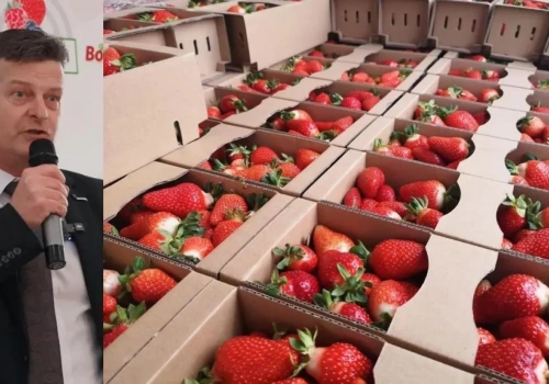 Truskawka deserowa ma szansę na dobry sezon. W przemyśle więcej znaków zapytania