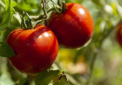 Posadź to przy pomidorach. Będą zdrowsze i smaczniejsze