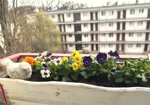 Ogrodnicy robią to od razu po posadzeniu bratków. Kwitną do jesieni