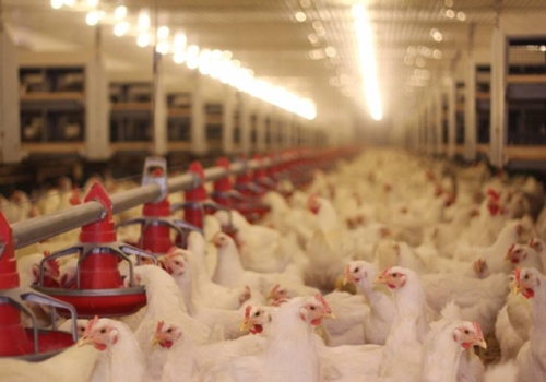 17.04.2026 Ceny skupu kurczaka i sprzedaży tuszki: niektóre propozycje spadły do 4,00 zł/kg!