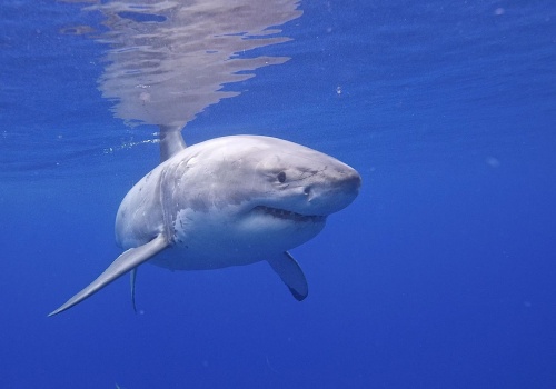 Królowie oceanów gotują się od środka. Ewolucyjna supermoc staje się przekleństwem żarłaczy białych