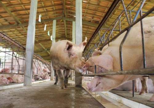 Problemy zaczną się za kilka miesięcy. Plany ogólne mogą sparaliżować inwestycje na wsi