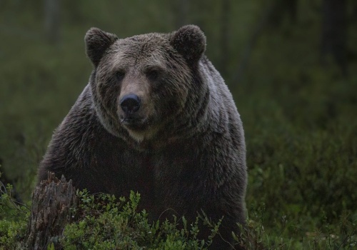 Nie żyje kobieta zaatakowana przez niedźwiedzia, trwa zabezpieczanie śladów