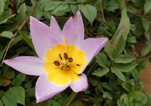 Zaproszenie do ogrodu botanicznego w Katowicach