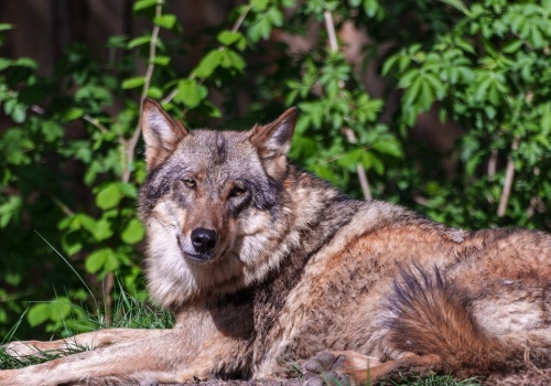 Masowa śmierć wilków w parku narodowym. Trucizna zebrała żniwo