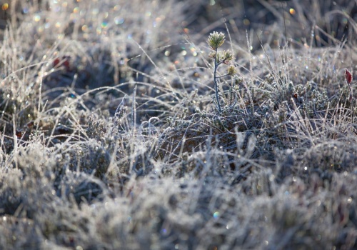 Mroźna noc za nami. Przy gruncie temperatura spadła lokalnie do -8°C
