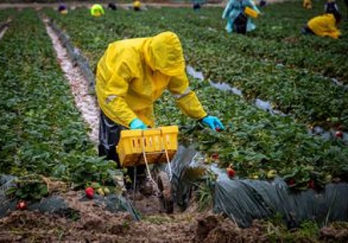 Biją się o pracowników z Polski. W sezonie można tu zarobić 16 tys. zł