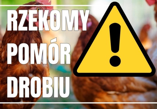 Choroba drobiu w powiecie cieszyńskim. Weterynaria potwierdziła dodatnie wyniki badań w Zamarskach