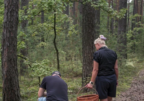 Tego borowika już znajdziesz w lesie. Przygotuj duży koszyk