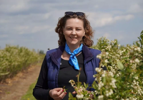Borówka po przymrozkach – są plantacje w dobrej kondycji, ale na wielu dziś brakuje liści