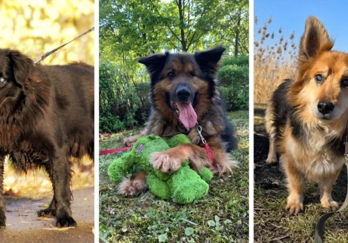 Dziewięciu „superbohaterów” ze schroniska w Koninie czeka na adopcję