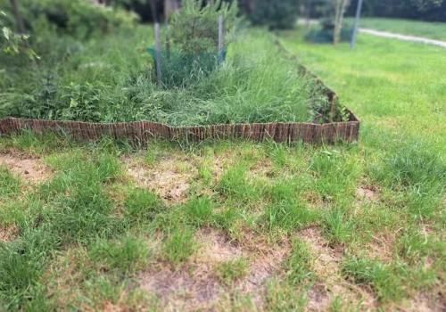 W maju robię z trawnikiem tylko jedną rzecz. Łysiny szybko przestają być problemem