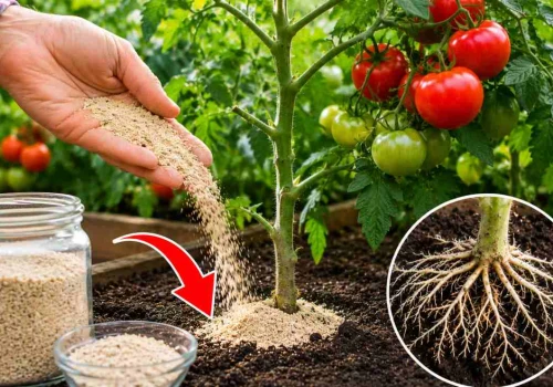 Wyrzucasz to? Genialny nawóz na ukorzenienie pomidorów po posadzeniu