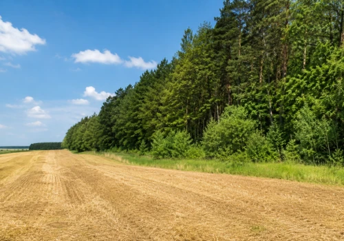 Nowe wsparcie z WPR wystartowało. Rolnicy mogą dostać pieniądze na lasy i zadrzewienia