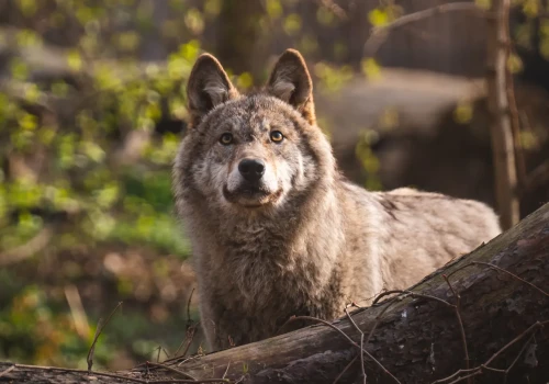 Noc z wilkiem we wrocławskim zoo. Pod namiotem!
