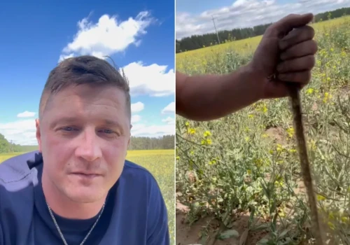 Rzepaki uschły, plantacje zaorano, a w raporcie suszy nie ma. Rolnicy pytają: jak to możliwe?