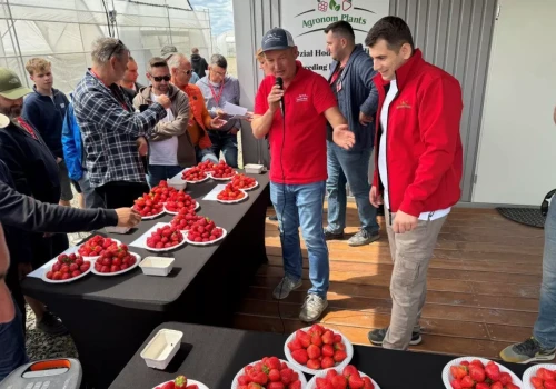 Nowe odmiany truskawek z Agronom Plants. Pierwsze sadzonki mają trafić do plantatorów w 2028 roku