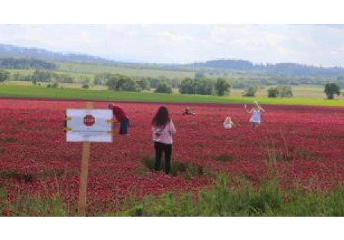 Niszczą pola. Rolnicy są załamani. 