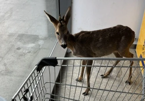 Nietypowy gość odwiedził supermarket. W środku znaleziono młodego koziołka