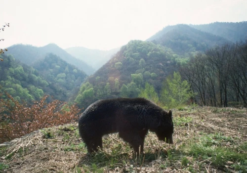Ataki w Fukushimie. Cztery osoby ranne po spotkaniu z drapieżnikiem