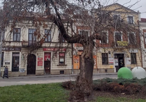 Drzewa w centrum Rzeszowa do wycinki. Ratusz tłumaczy decyzję zagrożeniem dla mieszkańców