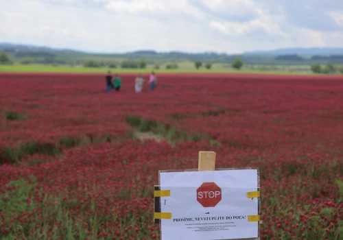 Pole pod Tatrami podbiło sieć. Właściciel ma dość turystów. 