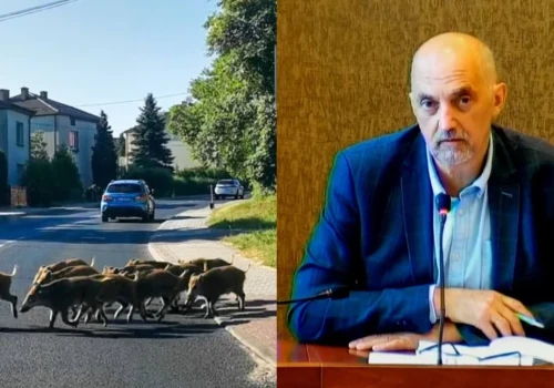 Dziki w Jaworznie. Prezydent mówi wprost: to nie nasza odpowiedzialność. Mieszkańcy mogą jednak liczyć na pomoc