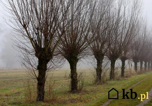 Rośnie nawet 3 metry rocznie. Coraz więcej osób sadzi ją zamiast kupować opał
