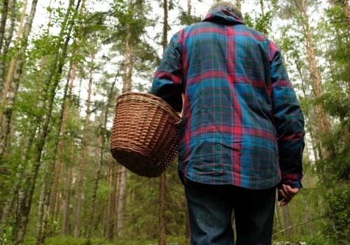 Ten zielony grzyb pojawił się w lasach. Grzybiarze go kochają