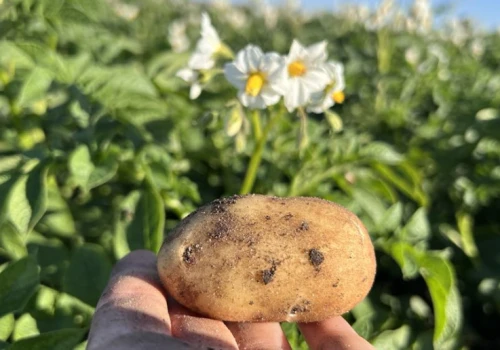 Jak produkować dobrego sadzeniaka? Zapytaliśmy rolniczkę o specyfikę tej specjalizacji