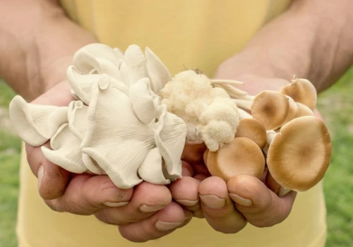 W lasach pojawił się jeden z najzdrowszych grzybów. Prawdziwe superfood