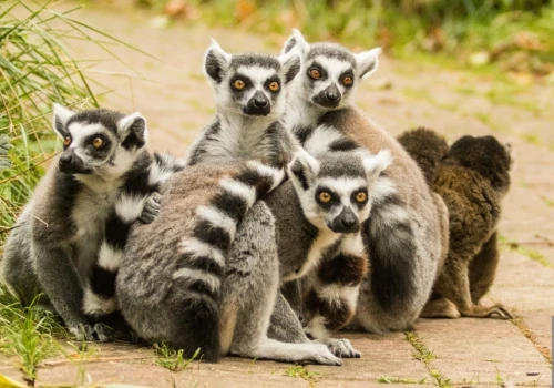 Uciekł z Raju lemurów. Ostrawskie zoo prosi o pomoc w poszukiwaniach