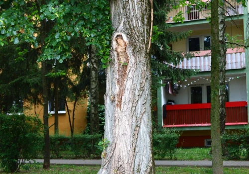 Poruszenie podczas procesji w Lublinie. Mieszkańcy dostrzegli na drzewie sylwetkę przypominającą Maryję