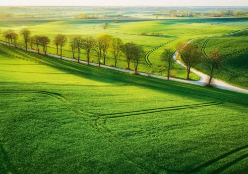 To rolnicza potęga Polski. W tych statystykach Wielkopolska nie ma sobie równych