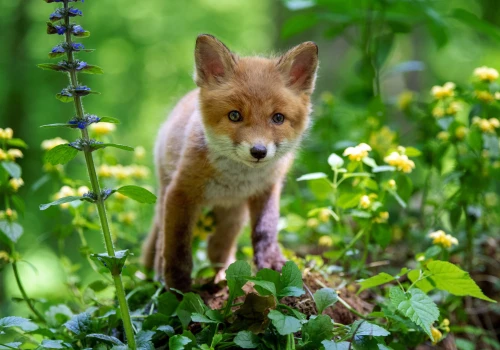 Do 3 lipca 2026 trwa głosowanie. Wybierz zwierzęta, które pojawią się na banknotach